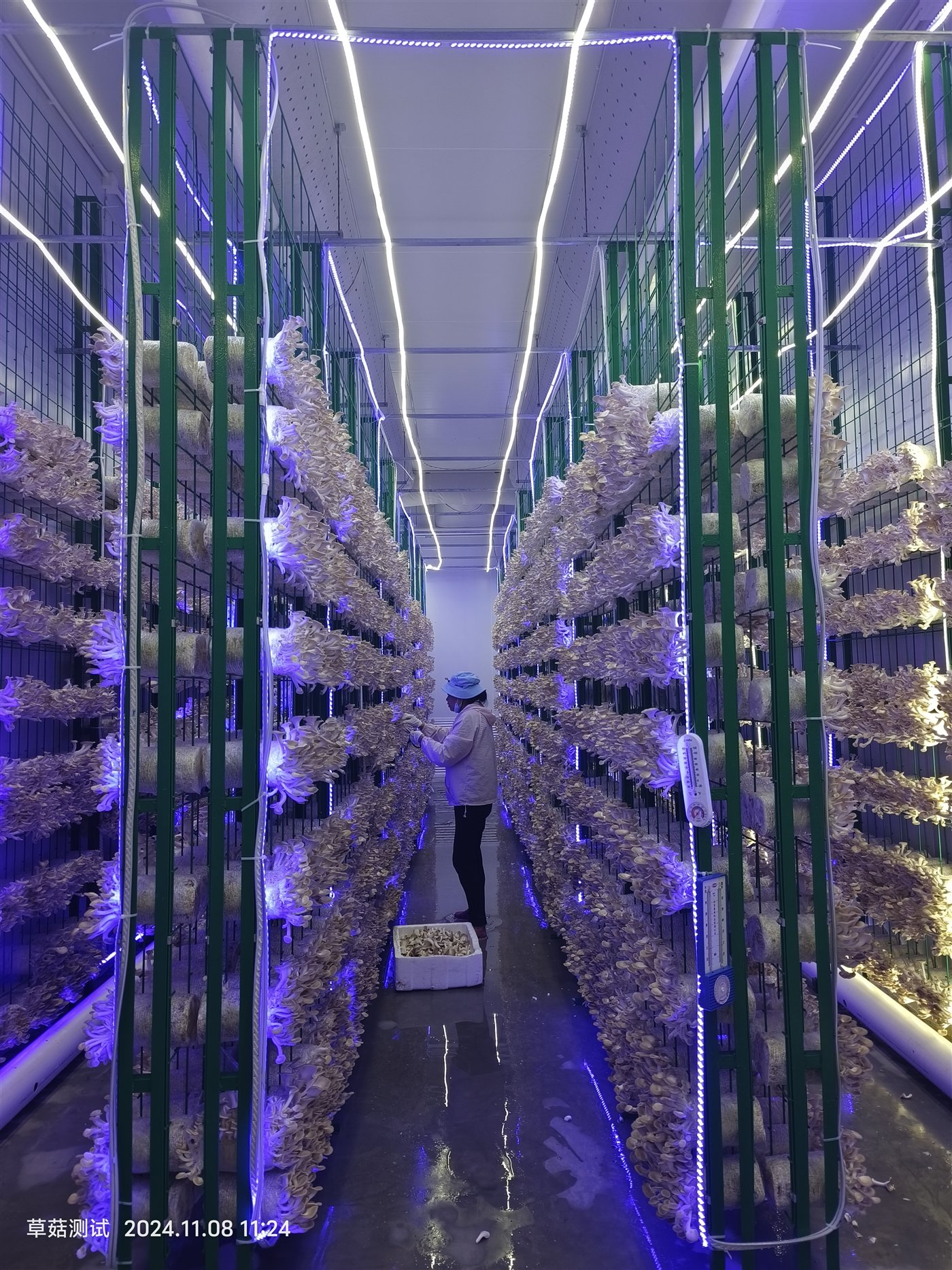 南沙智慧菌仓内部特色菌菇种植现场