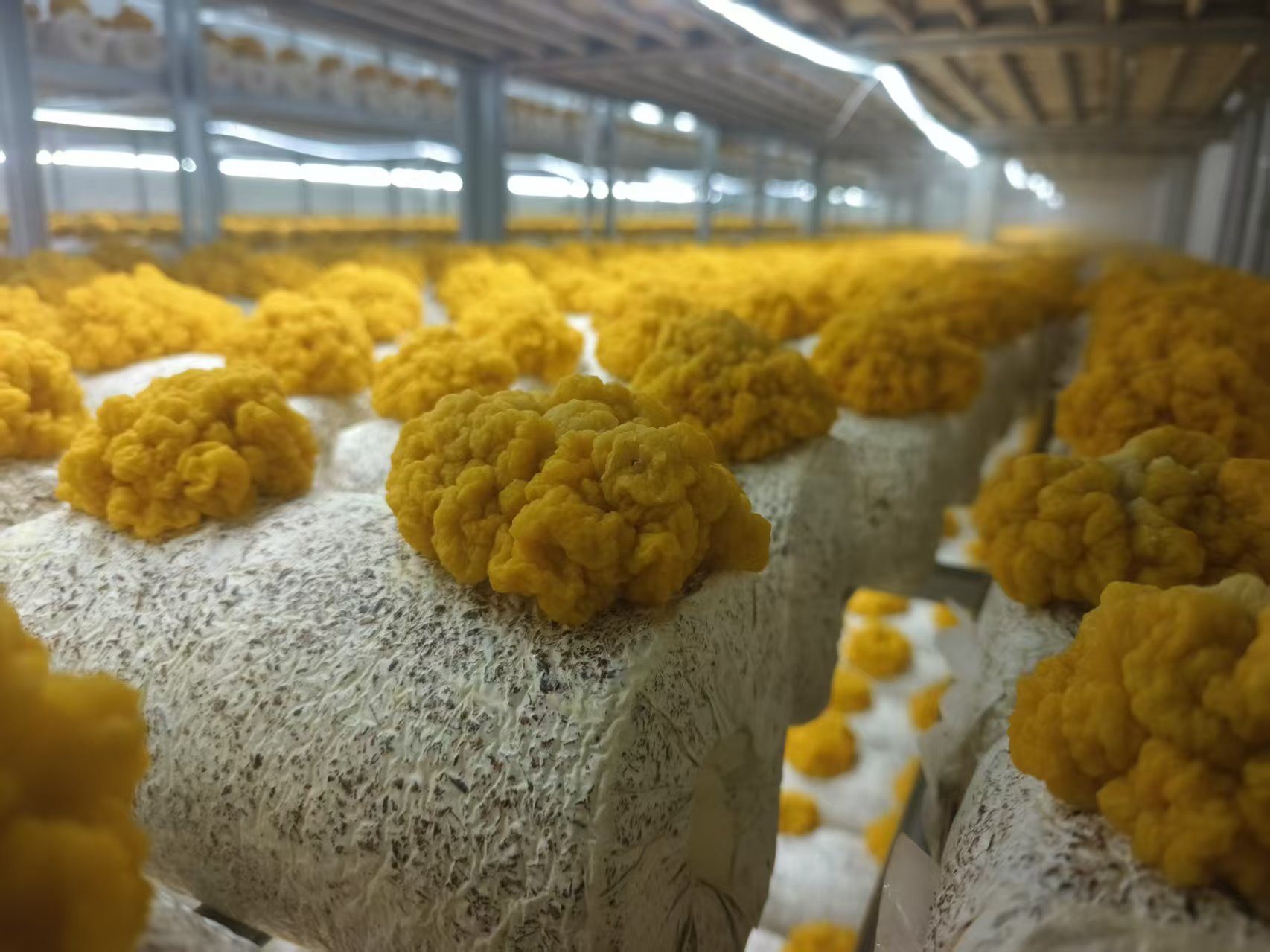 白色金耳出菇实物